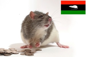 bastard-rats-bani-walid-stolen-money-20121106